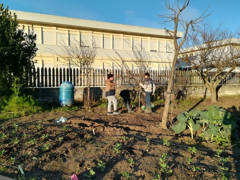 Canteiros de favas - em crescimento.